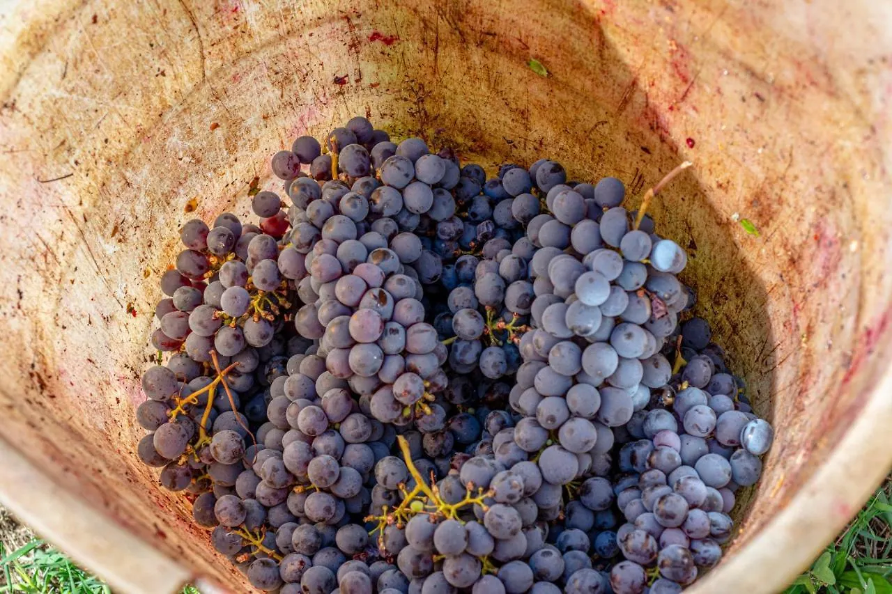 Podere Sant'Antonio Fauglia 0*,  Italy